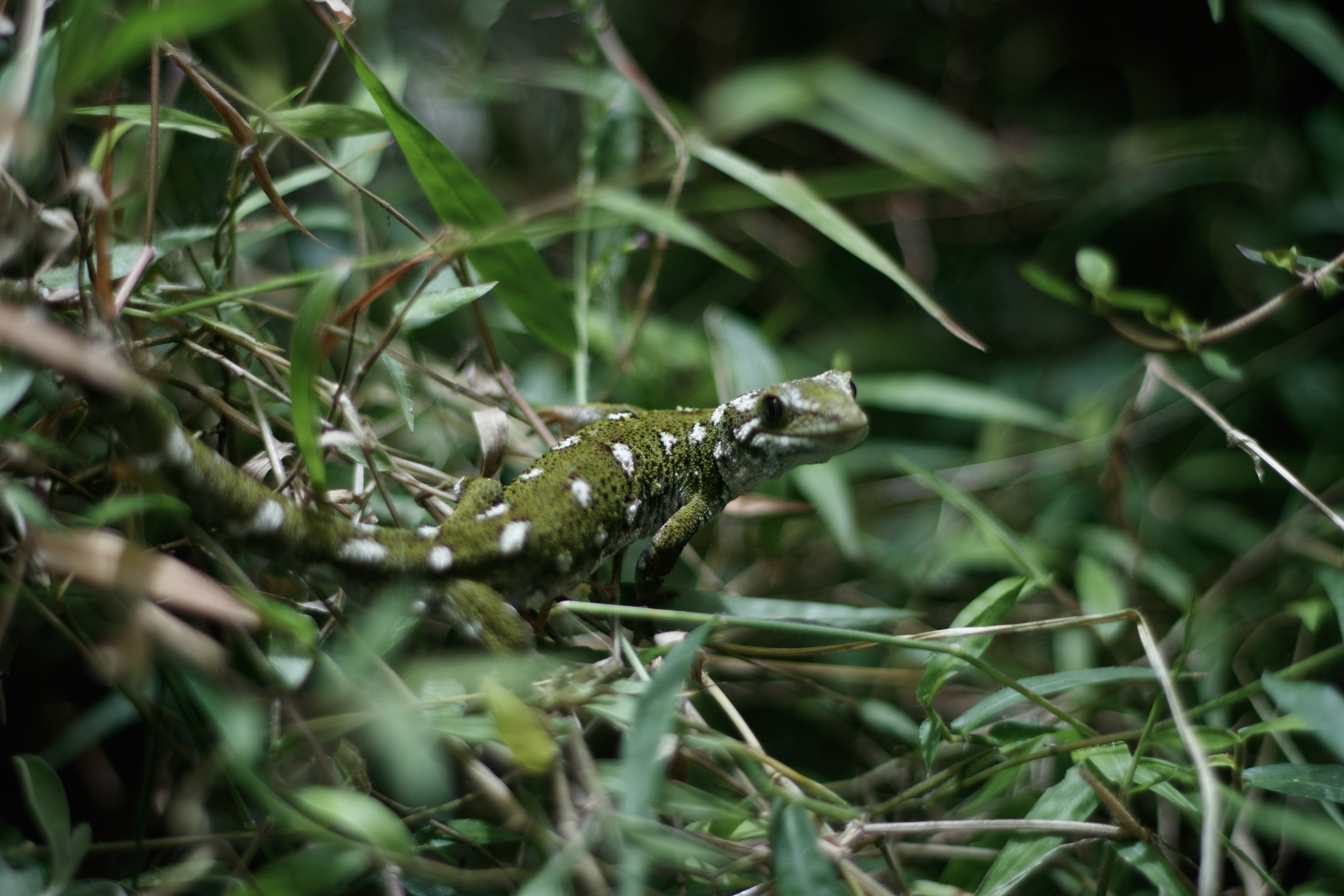 Photo 40